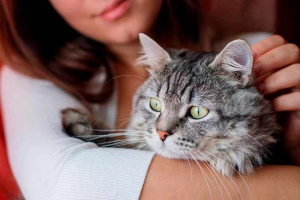 Как растат котките и котките? Как растат котките и котките?