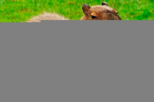 Как изглежда capybara и какъв начин на живот води?