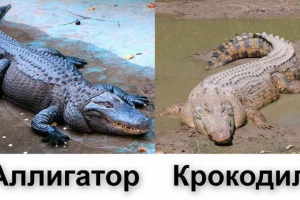 Каква е разликата между крокодил и алигатор?