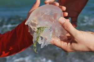Какви медузи се намират в черно море? Дали ужилват хора? Какви медузи се намират в черно море? Дали ужилват хора?