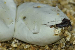 Какви змии са снасяни яйца? Какви змии са снасяни яйца?