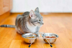Коя храна е по -добра за котките - суха или влажна? Коя храна е по -добра за котките - суха или влажна?