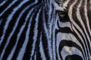 Какъв цвят е zebra: бял или черен? Какъв цвят е zebra: бял или черен?