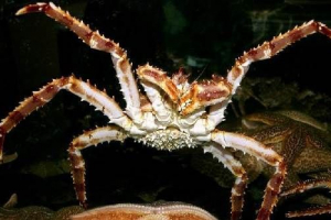 Камчатка раци. Местообитание и начин на живот на рака камчатка