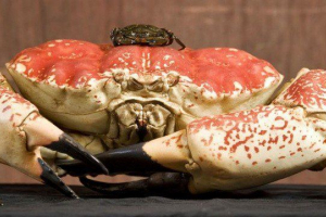Камчатка раци