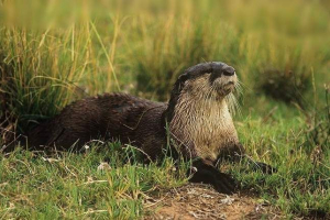 Camerunskaya uncotter otter - рядко животно Camerunskaya uncotter otter - рядко животно