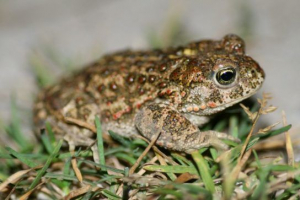 Kamyshovaya toad Kamyshovaya toad