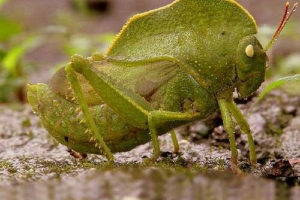 Hood grasshopper - тропическа кобила