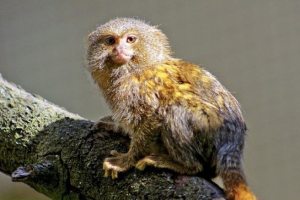 Пакет от джудже (marmosett)