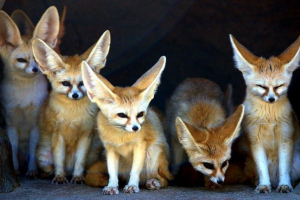 Джуджето fox feneck Джуджето fox feneck