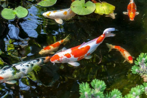 Шаран koi Шаран koi