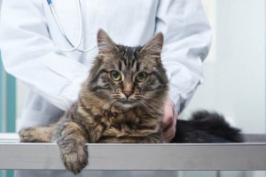 Кастрация на котка. Описание, характеристики и цена на процедура за кастрация на котка