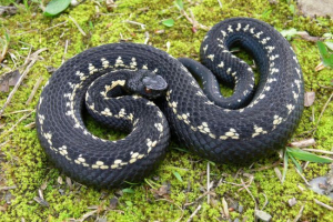 Кавказки viper (viper kaznikova)