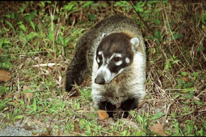 Coati - дългогодишно забавно животно