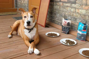 Holica feed for dogs-top 10 best Holica feed for dogs-top 10 best