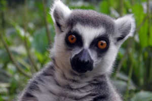 Cat lemur - madagascar maki Cat lemur - madagascar maki