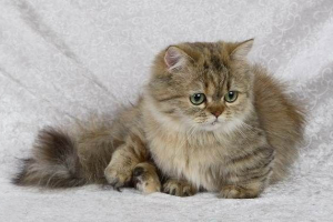 Napoleon breed cat, неговите характеристики, характер, грижи и цена