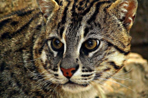 Rybolov cat-all, който знаем за нея Rybolov cat-all, който знаем за нея