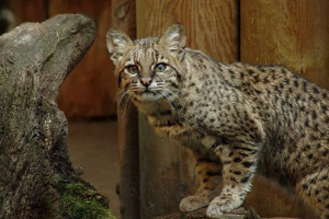 Joffrue cat - южноамериканска петниста красота Joffrue cat - южноамериканска петниста красота