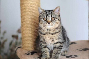 Котки с цвят на таби