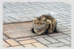 Katiko cat, в очакване на завръщането на собственика през цялата година Katiko cat, в очакване на завръщането на собственика през цялата година