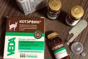 Coterwin за котки - какви болести лекува?
