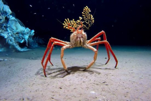 Crab spider