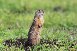 Пристила gopher Пристила gopher