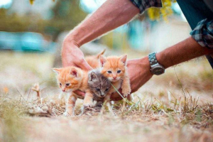 Красиви прякори за котки и котки по азбучен ред