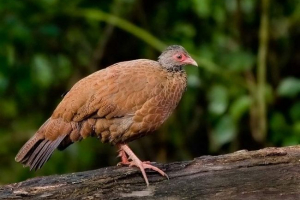 Red shortz partridge: всичко за живота на незабележима птица Red shortz partridge: всичко за живота на незабележима птица