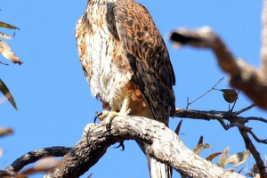 Red hawk - grouse Red hawk - grouse