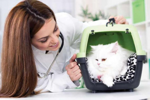 Кървене при котки - отколкото опасно? Кървене при котки - отколкото опасно?