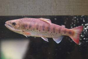 Кой е sima fish? Кой е sima fish?