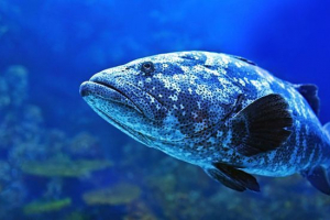 Coelacanth Coelacanth