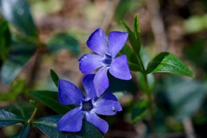 Periwinkle Periwinkle
