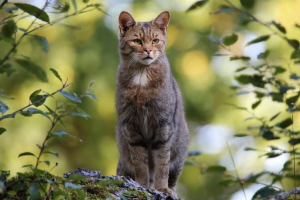 Горска котка