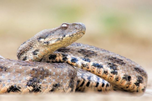 Levantnaya viper (gyurza)