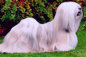 Lhasky apso (lhasa apso). Описание на породата, снимки на кучета