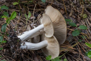 Liophillum simedi