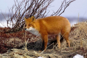 Fox (fox) - гледки и снимки Fox (fox) - гледки и снимки