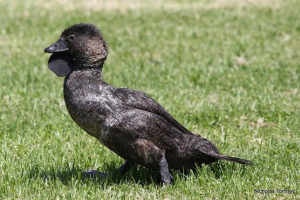 Lop duck Lop duck