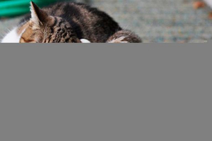 Най -добрите препарати за лечение на бълхи при котки Най -добрите препарати за лечение на бълхи при котки