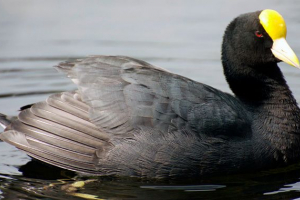 Coot Coot