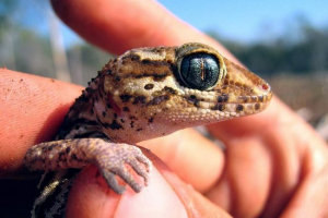 Madagascarsky gearen geckon - ендемичен анимационен остров Madagascarsky gearen geckon - ендемичен анимационен остров