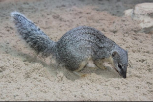 Маталагски тесен -лентов mongoose Маталагски тесен -лентов mongoose