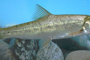 Маринка Маринка
