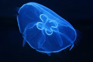Медуза черно море