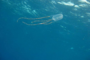 Sea osa е най -опасната медуза