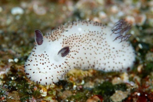 Морски охлюви, подобни на зайци Морски охлюви, подобни на зайци