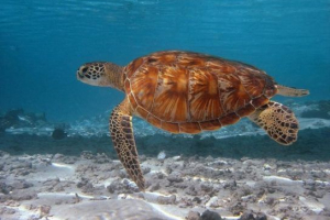 Проблеми с оцеляването на морските костенурки